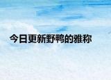 今日更新野鴨的雅稱(chēng)
