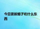 今日更新蝎子吃什么東西