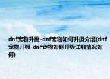 dnf寵物升級-dnf寵物如何升級介紹(dnf寵物升級-dnf寵物如何升級詳細情況如何)