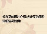 犬夜叉的圖片介紹(犬夜叉的圖片詳細情況如何)