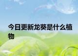 今日更新龍葵是什么植物
