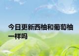 今日更新西柚和葡萄柚一樣嗎