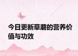 今日更新草蘑的營(yíng)養(yǎng)價(jià)值與功效