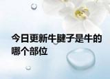 今日更新牛腱子是牛的哪個(gè)部位