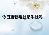 今日更新毛肚是牛肚嗎