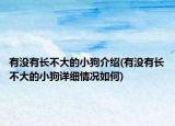 有沒(méi)有長(zhǎng)不大的小狗介紹(有沒(méi)有長(zhǎng)不大的小狗詳細(xì)情況如何)