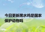 今日更新黑水雞是國家保護動物嗎