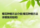 菊花種植方法介紹(菊花種植方法詳細情況如何)