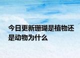 今日更新珊瑚是植物還是動(dòng)物為什么