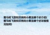 雅馬哈飛致和貝納利小黃龍哪個好介紹(雅馬哈飛致和貝納利小黃龍哪個好詳細(xì)情況如何)