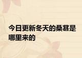 今日更新冬天的桑葚是哪里來的