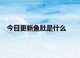 今日更新魚肚是什么