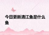 今日更新清江魚是什么魚