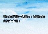 猴的特征是什么樣的（狨猴的特點簡介介紹）