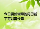 今日更新蜥蜴的尾巴斷了可以再長嗎