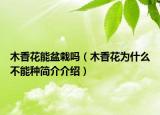 木香花能盆栽嗎（木香花為什么不能種簡介介紹）