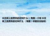 長在樹上的黃色的花叫什么(（有圖）介紹 長在樹上的黃色的花叫什么 （有圖）詳細(xì)情況如何)