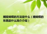 捕捉蝴蝶的方法是什么（捕蝴蝶的東西是什么簡介介紹）