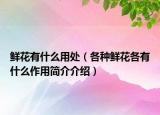 鮮花有什么用處（各種鮮花各有什么作用簡介介紹）