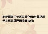 胚芽鞘屬于莖還是芽介紹(胚芽鞘屬于莖還是芽詳細(xì)情況如何)