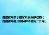白腹錦雞屬于國家?guī)准壉Ｗo動物（白腹錦雞是幾級保護動物簡介介紹）