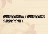 伊麗莎白瓜是啥（伊麗莎白瓜怎么挑簡介介紹）