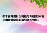 椴木香菇用什么樹最好介紹(椴木香菇用什么樹最好詳細情況如何)