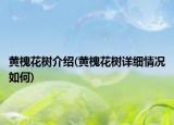 黃槐花樹介紹(黃槐花樹詳細情況如何)