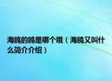 海鷗的鷗是哪個哦（海鷗又叫什么簡介介紹）