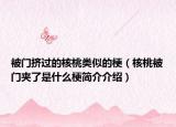 被門(mén)擠過(guò)的核桃類似的梗（核桃被門(mén)夾了是什么梗簡(jiǎn)介介紹）