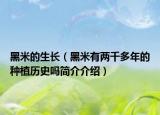 黑米的生長（黑米有兩千多年的種植歷史嗎簡介介紹）