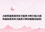 小的鳳尾魚苗怎樣才能養(yǎng)大啊介紹(小的鳳尾魚苗怎樣才能養(yǎng)大啊詳細(xì)情況如何)