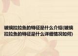玻璃拉拉魚的特征是什么介紹(玻璃拉拉魚的特征是什么詳細(xì)情況如何)