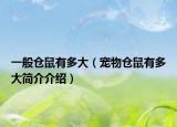 一般倉鼠有多大（寵物倉鼠有多大簡介介紹）
