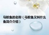 馬鮫魚的名稱（馬鮫魚又叫什么魚簡(jiǎn)介介紹）
