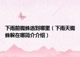 下雨前蜘蛛逃到哪里（下雨天蜘蛛躲在哪簡(jiǎn)介介紹）