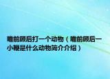 瞻前顧后打一個(gè)動(dòng)物（瞻前顧后一小鞭是什么動(dòng)物簡(jiǎn)介介紹）