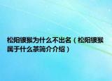 松陽銀猴為什么不出名（松陽銀猴屬于什么茶簡(jiǎn)介介紹）