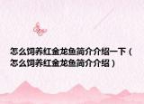怎么飼養(yǎng)紅金龍魚簡介介紹一下（怎么飼養(yǎng)紅金龍魚簡介介紹）