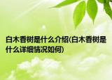 白木香樹是什么介紹(白木香樹是什么詳細(xì)情況如何)