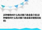 這種植物叫什么有點(diǎn)像八角金盤介紹(這種植物叫什么有點(diǎn)像八角金盤詳細(xì)情況如何)
