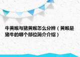 牛黃喉與豬黃喉怎么分辨（黃喉是豬牛的哪個(gè)部位簡介介紹）
