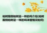 柏樹跟側(cè)柏樹是一樣的嗎介紹(柏樹跟側(cè)柏樹是一樣的嗎詳細(xì)情況如何)