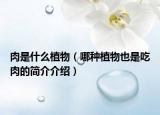 肉是什么植物（哪種植物也是吃肉的簡(jiǎn)介介紹）