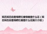 知否知否應(yīng)是綠肥紅瘦綠瘦是什么花（知否知否應(yīng)是綠肥紅瘦是什么花簡(jiǎn)介介紹）