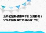 企鵝的翅膀是用來干什么用的呢（企鵝的翅膀有什么用簡(jiǎn)介介紹）