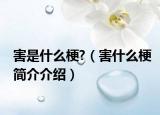 害是什么梗?（害什么梗簡介介紹）