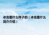 冰蟲是什么樣子的（冰蟲是什么簡介介紹）