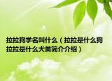拉拉狗學(xué)名叫什么（拉拉是什么狗 拉拉是什么犬類簡(jiǎn)介介紹）