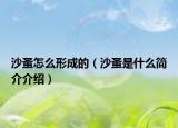 沙蚤怎么形成的（沙蚤是什么簡介介紹）